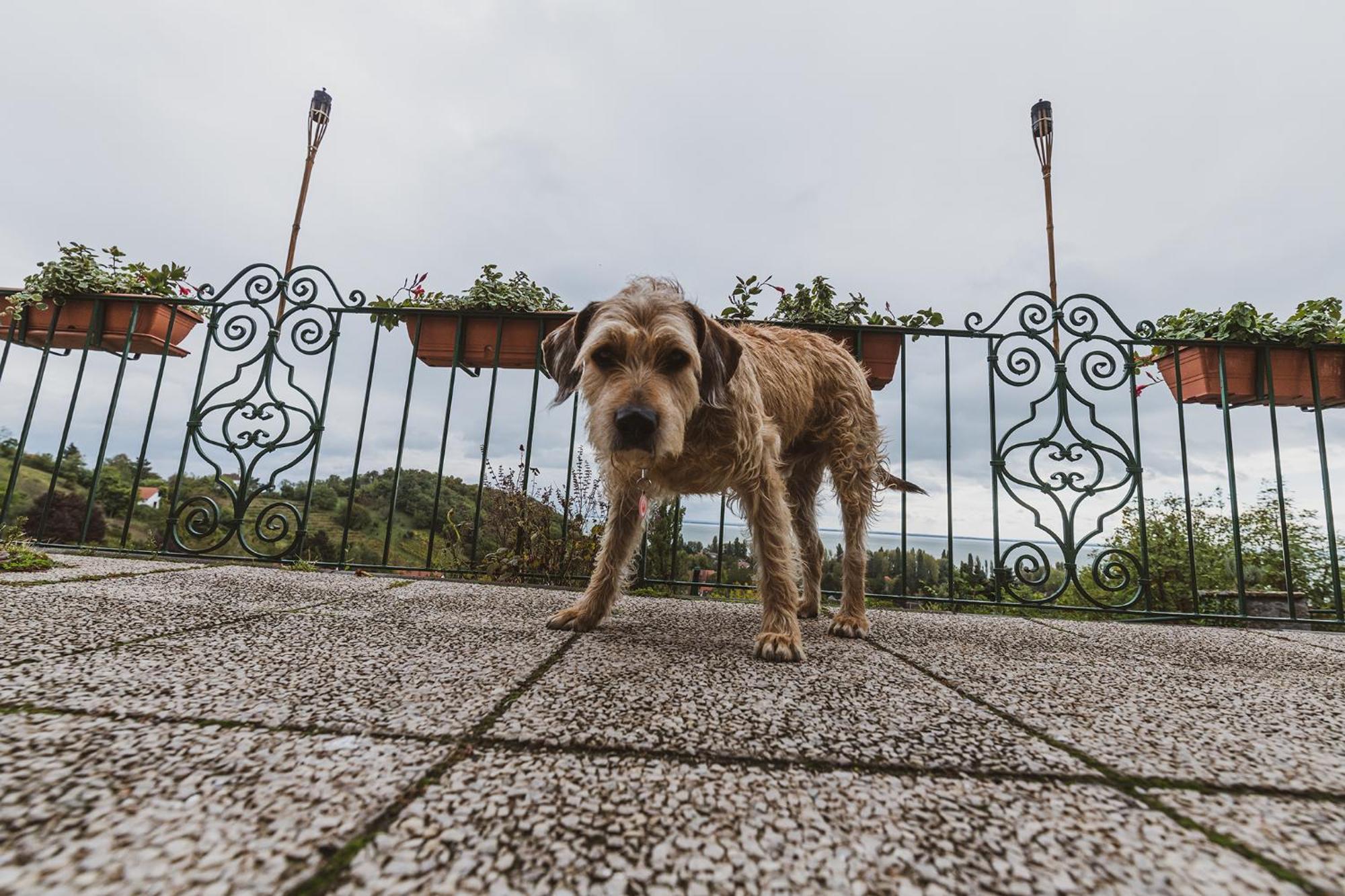 Villa Kabala ซิกลีเก็ต ภายนอก รูปภาพ